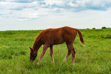 Foal grazing on a horse farm