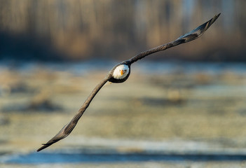 Sticker - Bald Eagles 