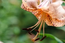 Abstract View And Selective Focus Of An Orange Michigan Lily, Focus On Stamen
