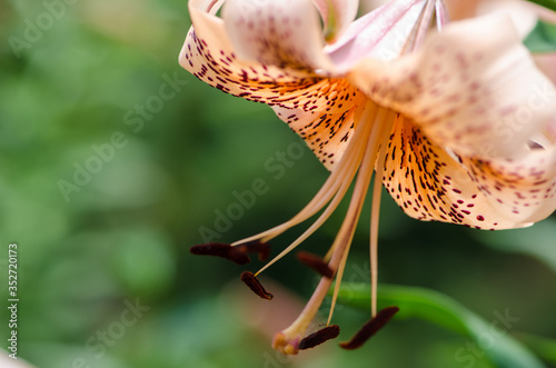 Fotomural Abstract view and selective focus of an orange Michigan Lily, focus on stamen