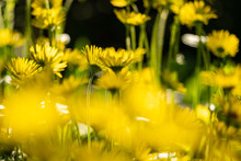 Beautiful Yellow Daisy Flowers Blooming In The Park Under The Sun With Blurry Foreground And Background