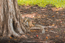 South Beach, Miami. July 26, 2019. Editorial Photo Of A Squirrel Near A Tree.