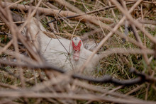 High Angle View Of Muscovy Duck Resting In Nest Seen Through Twigs