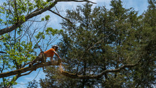 Worker In Orange Shirt In Tree Cutting Off Dead Branches