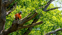 Worker In Orange Shirt In Tree Cutting Off Dead Branches