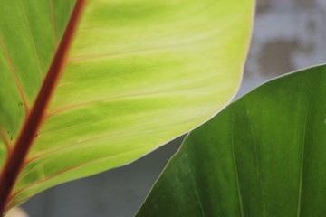 Potted Garden Leaves