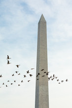 Geese Fly By The Washington Monument Building At The Mall In Washington, DC