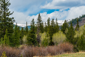 Wall Mural - pine trees in the mountains