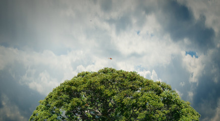 Image of tree and landscape