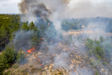 Wall Mural - Aerial view of a fire in a pine forest. Disaster filming by drone