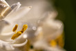 Morning pollen on a white agapantha