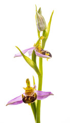 Orquídea abeja, Flor de la abeja, Abejera
(Ophrys apifera)