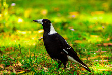 Magpie On The Grass