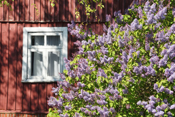 Beautiful lilac syringa flowering in sunny garden