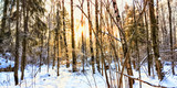 Fototapeta Las - sunset in the winter forest general plan