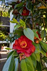 Close up red camilla blooms in the garden. with white window background.