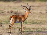 Fototapeta Sawanna - Beautiful Impala on the savannah in Africa