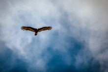 Low Angle View Of Turkey Vulture Flying In Sky