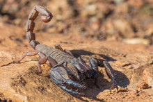 Opistacanthus Validus Scorpion