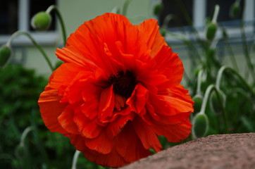 Large lush flowers of orange poppy on a background of green tall grass