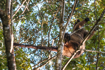 Wall Mural - close-up shot of beautiful Tree-kangaroo on branch in Atherton tablelands, Queensland Australia