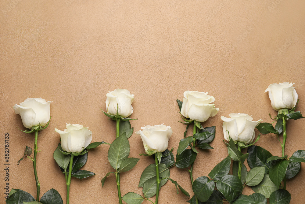 Beautiful white roses on color background