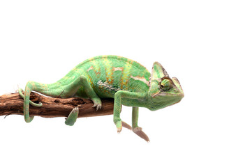 The Veiled Chameleon sitting on a branch isolated on white background