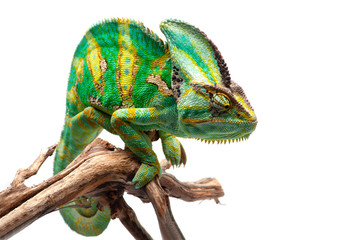 the veiled chameleon sitting on a branch isolated on white background