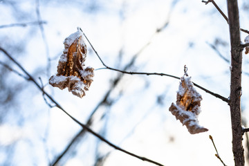 Poster - snow-covered dried leaves close-up in forest after last snowfall in spring evening