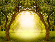 Fantasy Apple Trees Garden With Natural Arch Entrance And Sun Rays, Magical Door Gates In Fabulous Green Forest, Environmental Background With Empty Copy Space, Way To Eco Life, Summer Nature Backdrop
