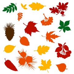 Poster - Autumn fallen leaf colour silhouettes with forest tree fruits, berries and pinecones. Fall nature season vector design of maple foliage, chestnut and birch, rowan, viburnum, briar and pine branches