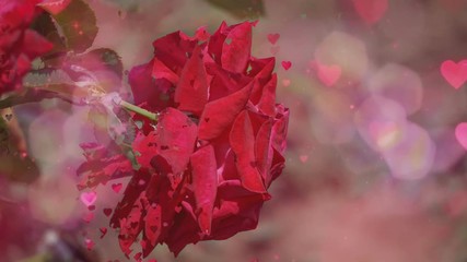 Wall Mural - Cinemagraph of a red rose on a blurred background with particles and bokeh