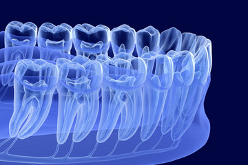 Wall Mural - Teeth root anatomy, Xray view. Medically accurate dental 3D illustration