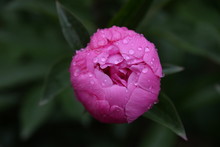 Pink Garden Flower Peony, In The Garden After The Rain