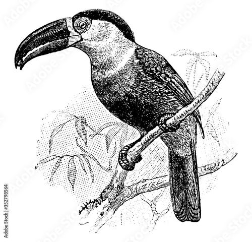 Fotomural Ariel Toucan, vintage illustration.