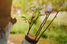 Grafted Pear Sprigs To An Old Apple Tree With Green Leaves