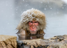 Japanese Macaque Sitting In Water In A Hot Spring. Japan. Nagano. Jigokudani Monkey Park.