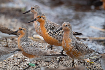 Wall Mural - A group of Red Knots Feeding along the Delaware Bay
