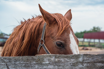 Portrait of a brown Mare, horse farm