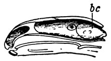 Skull Of Fire Salamander Or Salamandra Maculosa, Vintage Illustration.