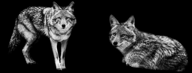 Template of coyote in B&W with black background