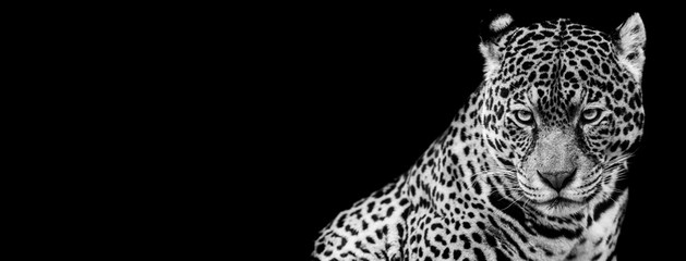 Template of Jaguar in B&W with black background