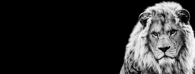 Template of Lion in B&W with black background