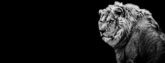 Wall Mural - template of lion in b&w with black background
