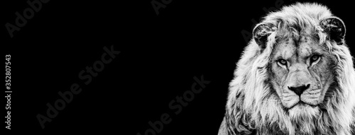 Template of Lion in B&W with black background Poster Mural XXL