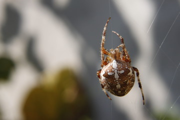 Spider on the net - macro shot