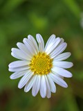 Fototapeta Kwiaty - Closeup white common daisy (oxeye) flower in garden , yellow pollen of daisy ,macro image