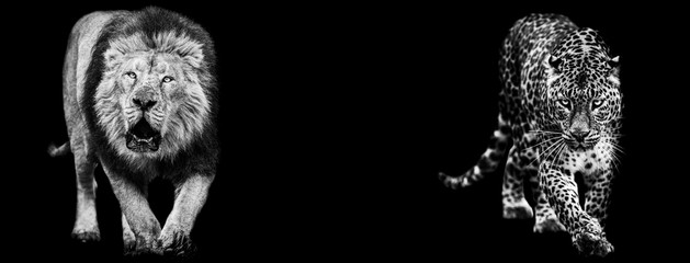 Canvas Print - template of lion and panther in b&w with black background