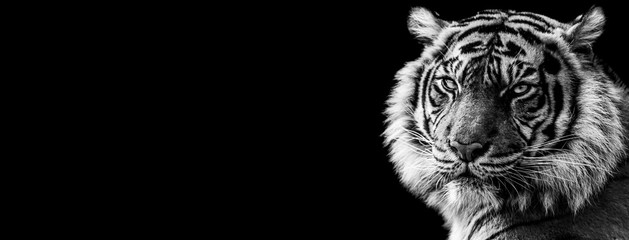 Leinwandbilder - Template of Tiger in B&W with black background
