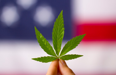 cannabis legalization in the united states of america. cannabis leaf in hands on usa flag background